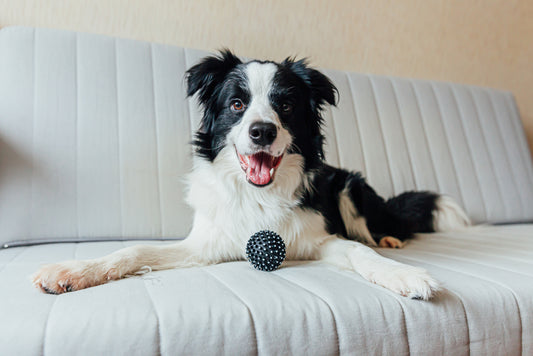 Cómo educar a un border collie