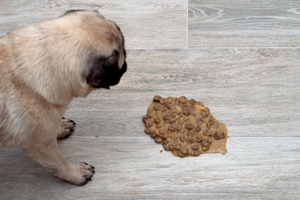 Por qué mi perro ha vomitado la comida sin digerir?