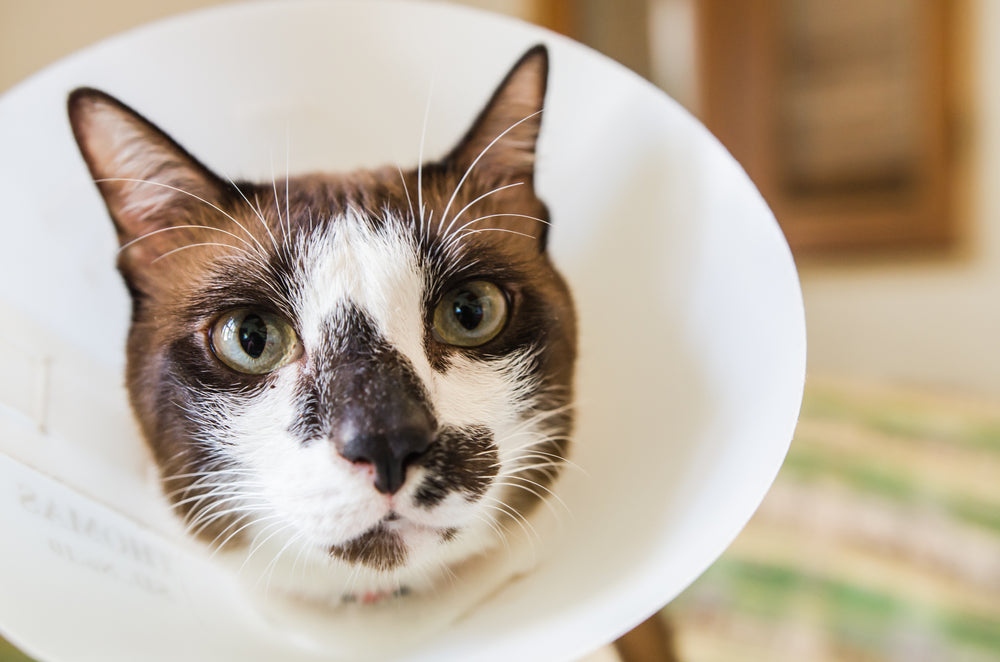 Hongos en gatos: enfermedades y tratamiento