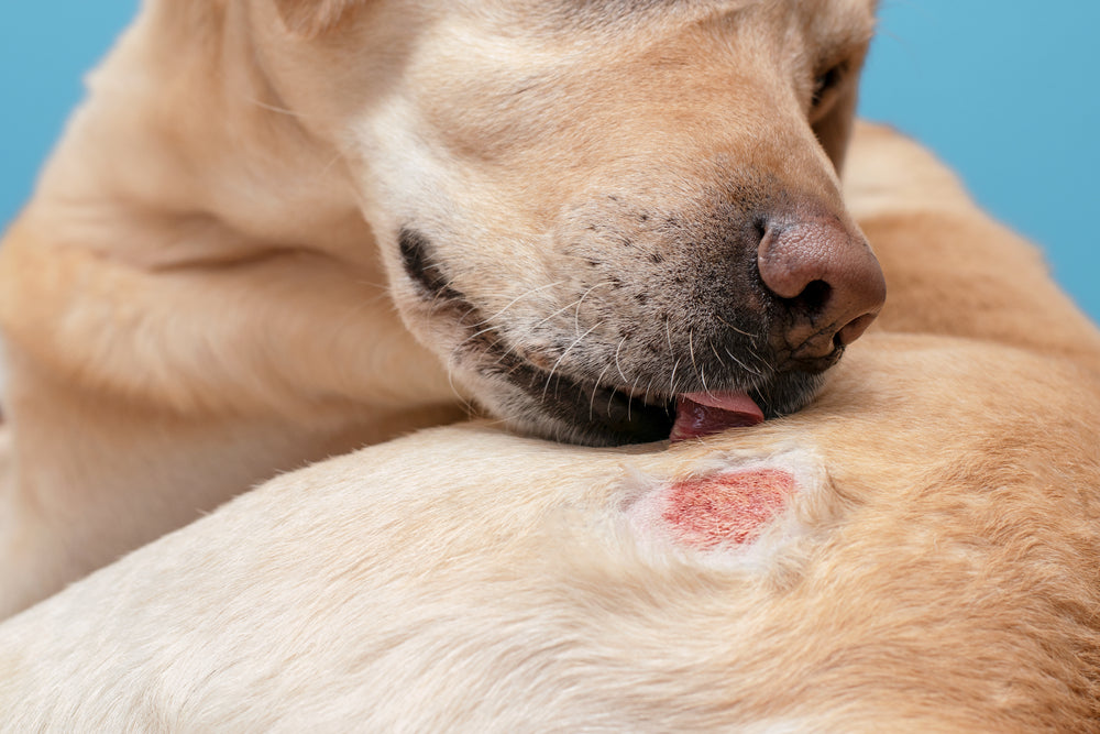 Alergias alimentarias en perros: ¿qué son y cómo se pueden abordar?