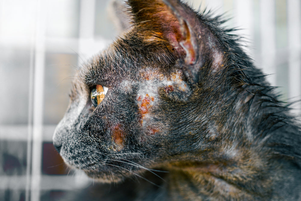 Hongos en gatos: síntomas, tratamiento y prevención
