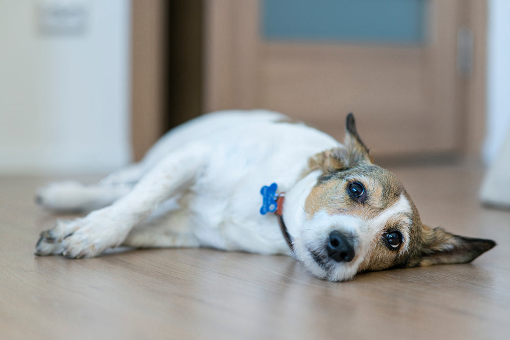 ¿Cuál es la mejor alimentación para perros con cálculos urinarios?