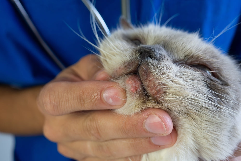 Las 5 enfermedades de la piel en gatos más comunes
