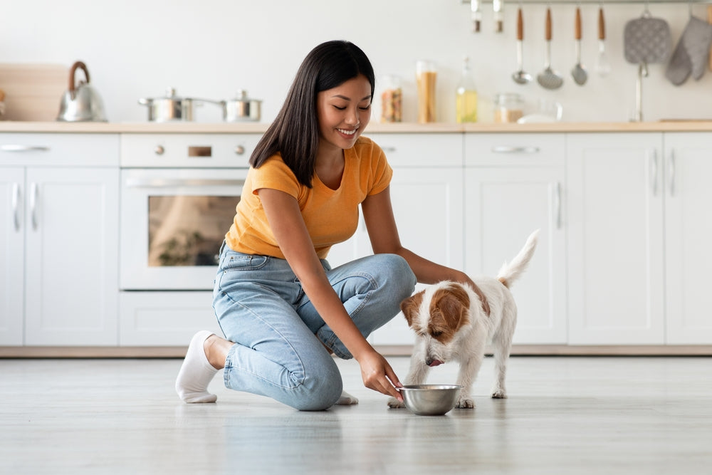 Dieta de eliminación para perros: ¿para qué sirve?