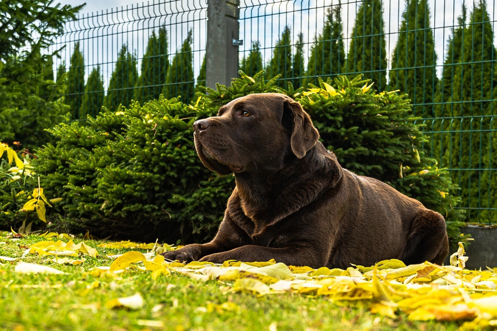 ¿Cuál es la mejor alimentación para perros con insuficiencia renal?