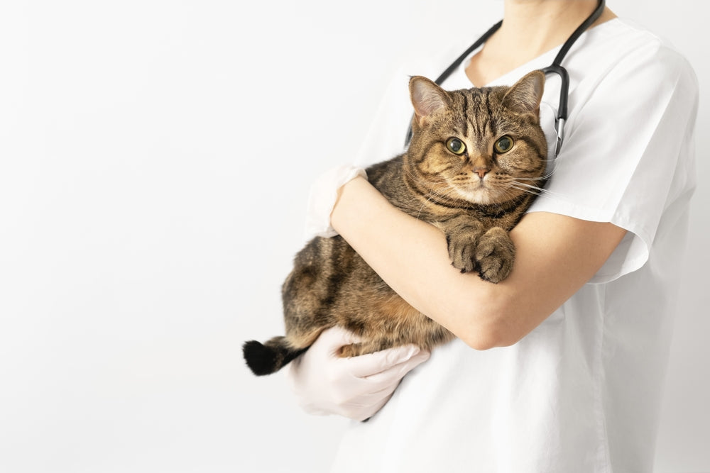 ¿Cuáles son las enfermedades más comunes en gatos?