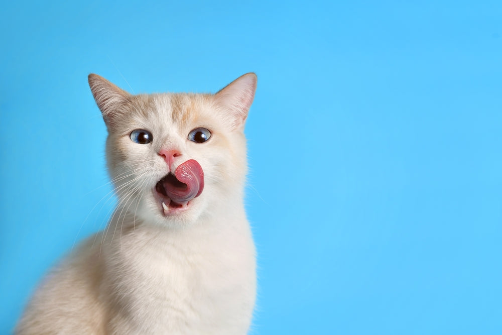 ¿Qué darle de comer a un gatito de 1 mes?