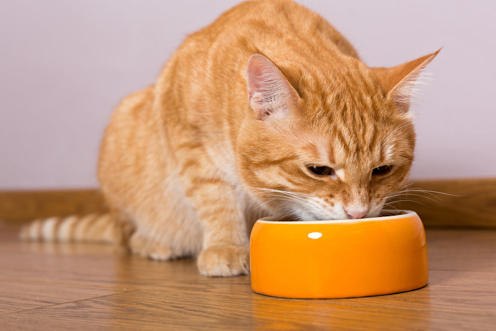 Descubre los beneficios del pienso para gatos sin cereales