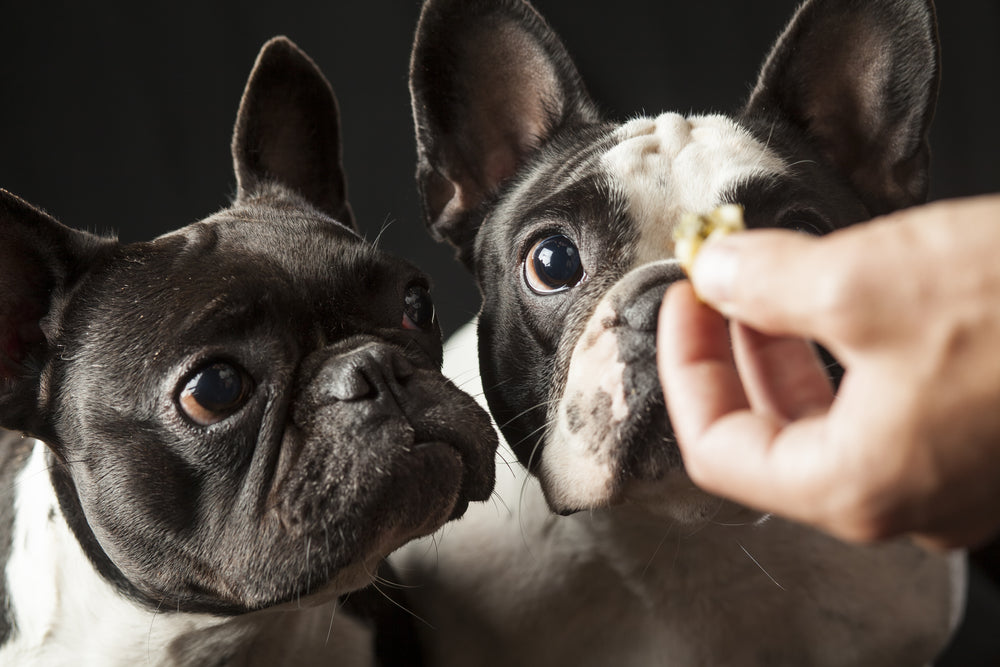 ¿Cómo ven los perros?