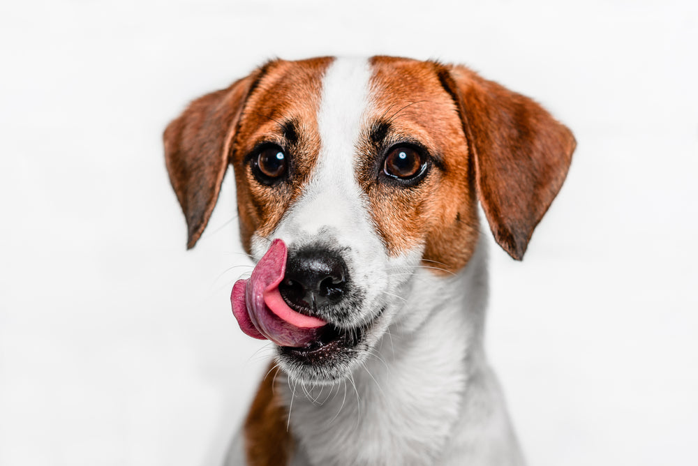 10 beneficios de la comida húmeda para perros