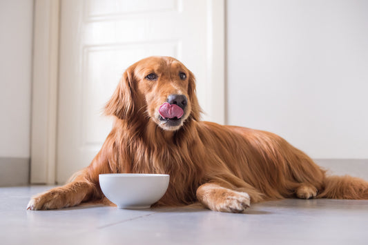 Mi perro tiene falta de apetito: causas y soluciones