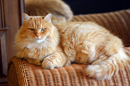 Gatos de pelo largo: descubre las razas más impresionantes y cómo cuidarlas