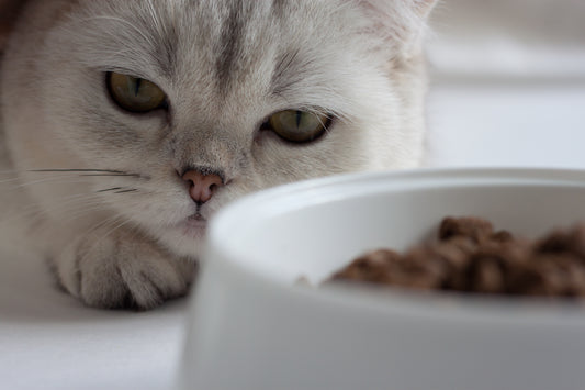 Cómo elegir el mejor alimento para gatos con problemas digestivos