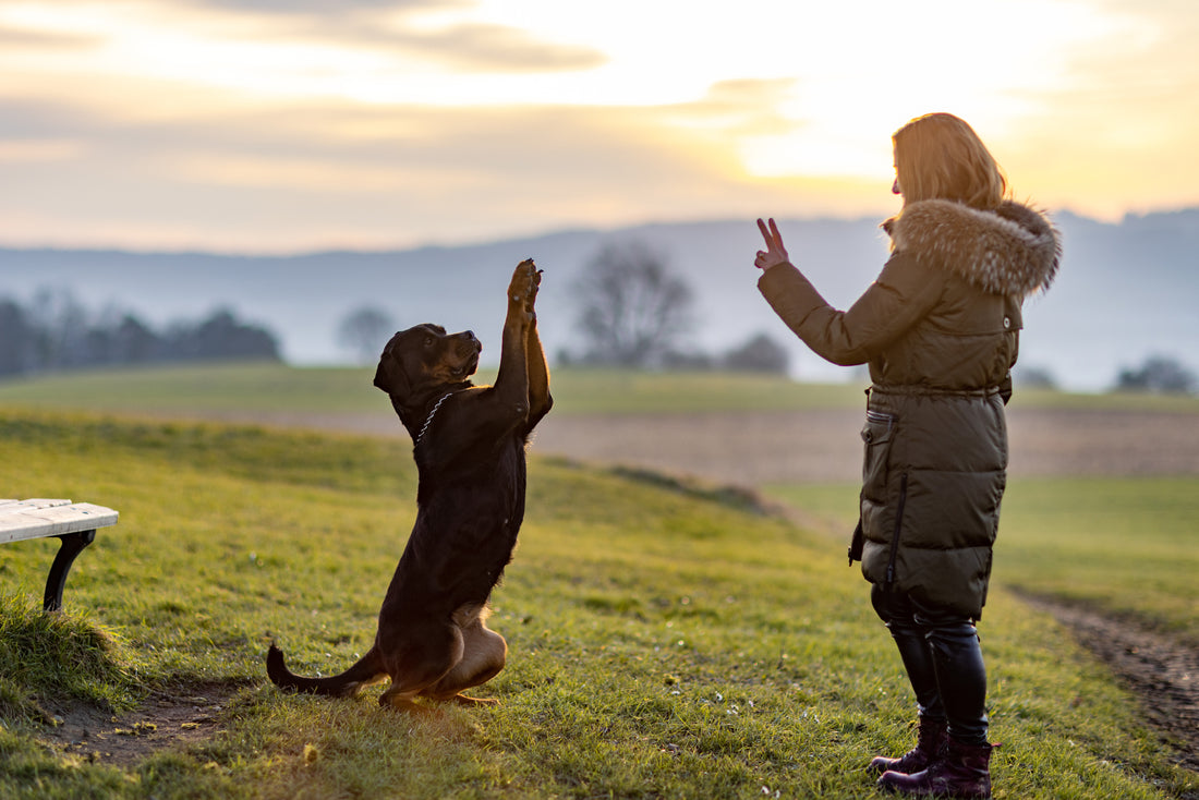 ¿Cómo adiestrar a un perro con refuerzo positivo?