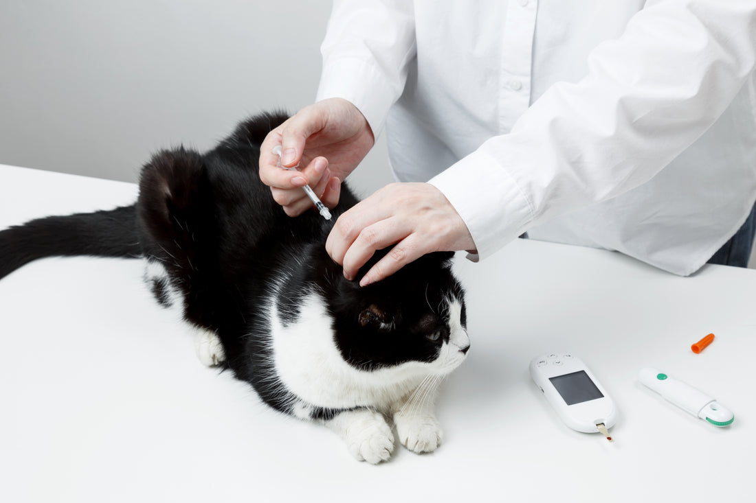 Diabetes en gatos: causas, síntomas y tratamiento efectivo