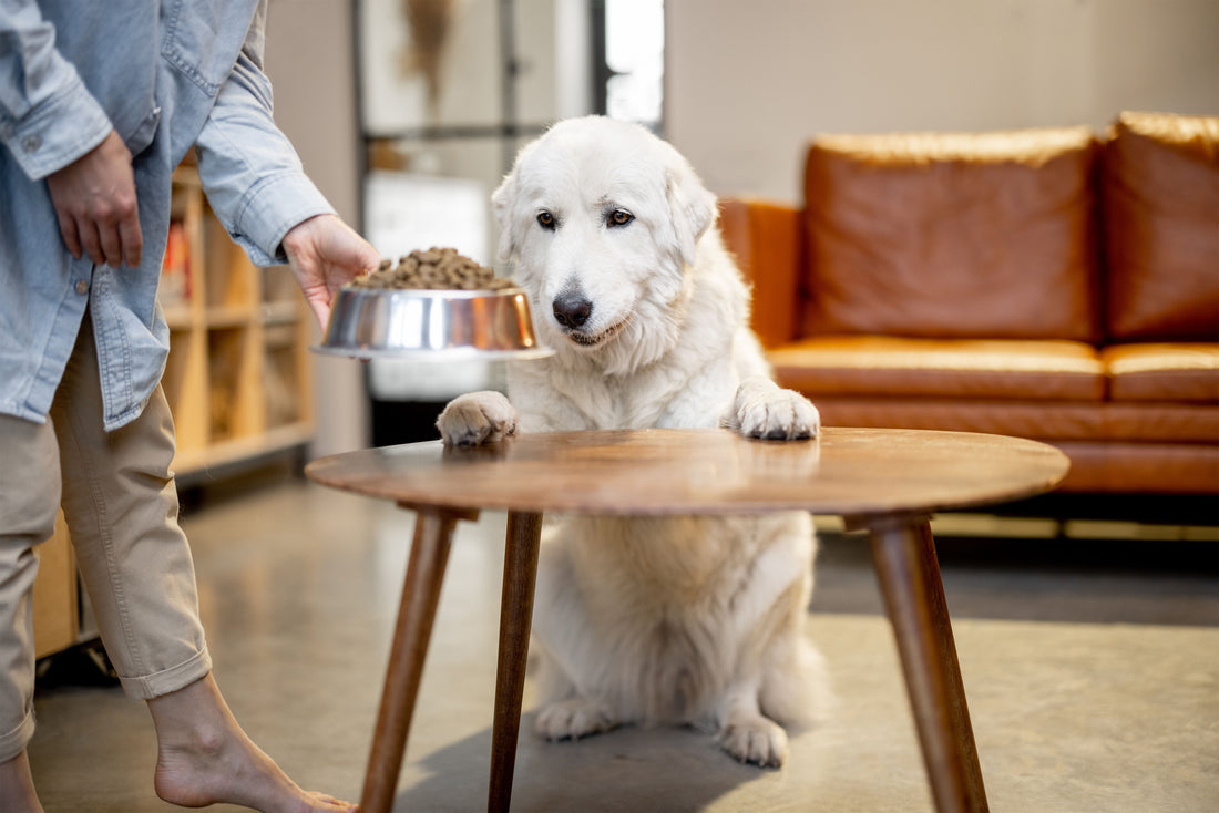 Comida casera para perros o alimentación comercial: guía para elegir la mejor opción