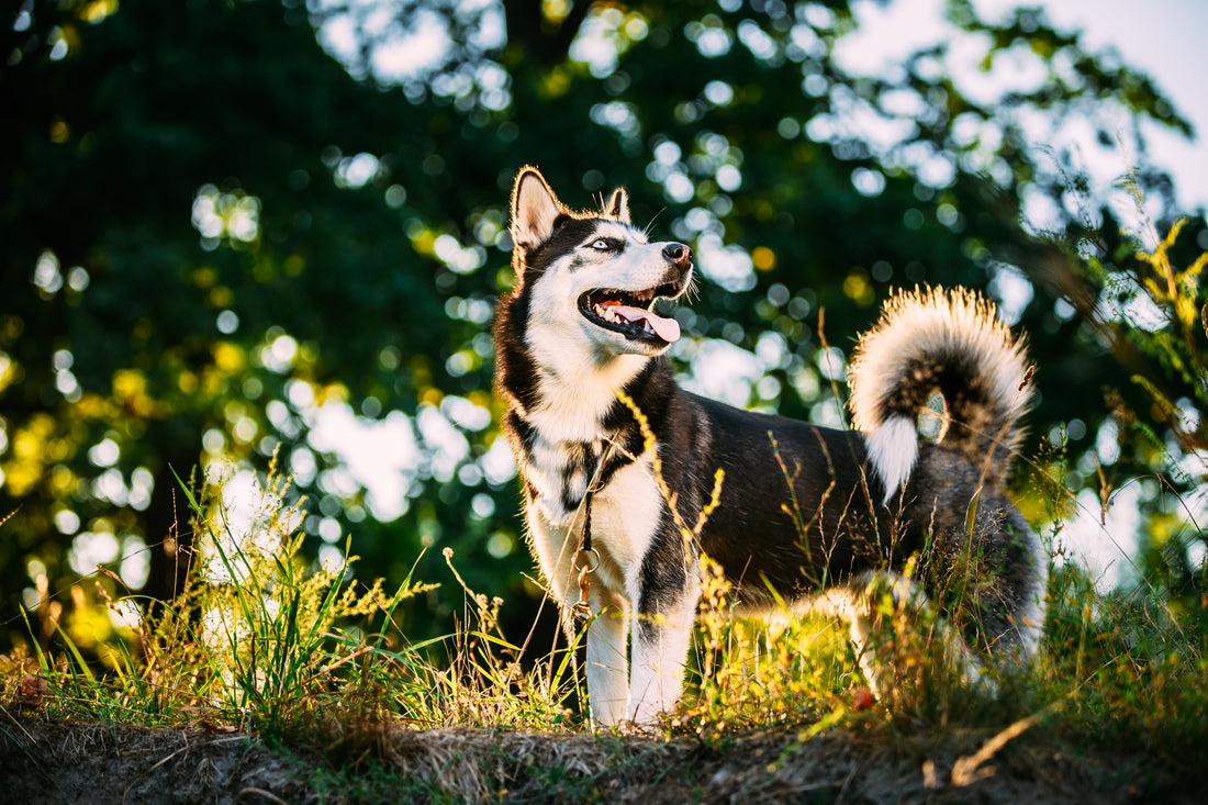 Artrosis en perros: causas, síntomas y tratamiento