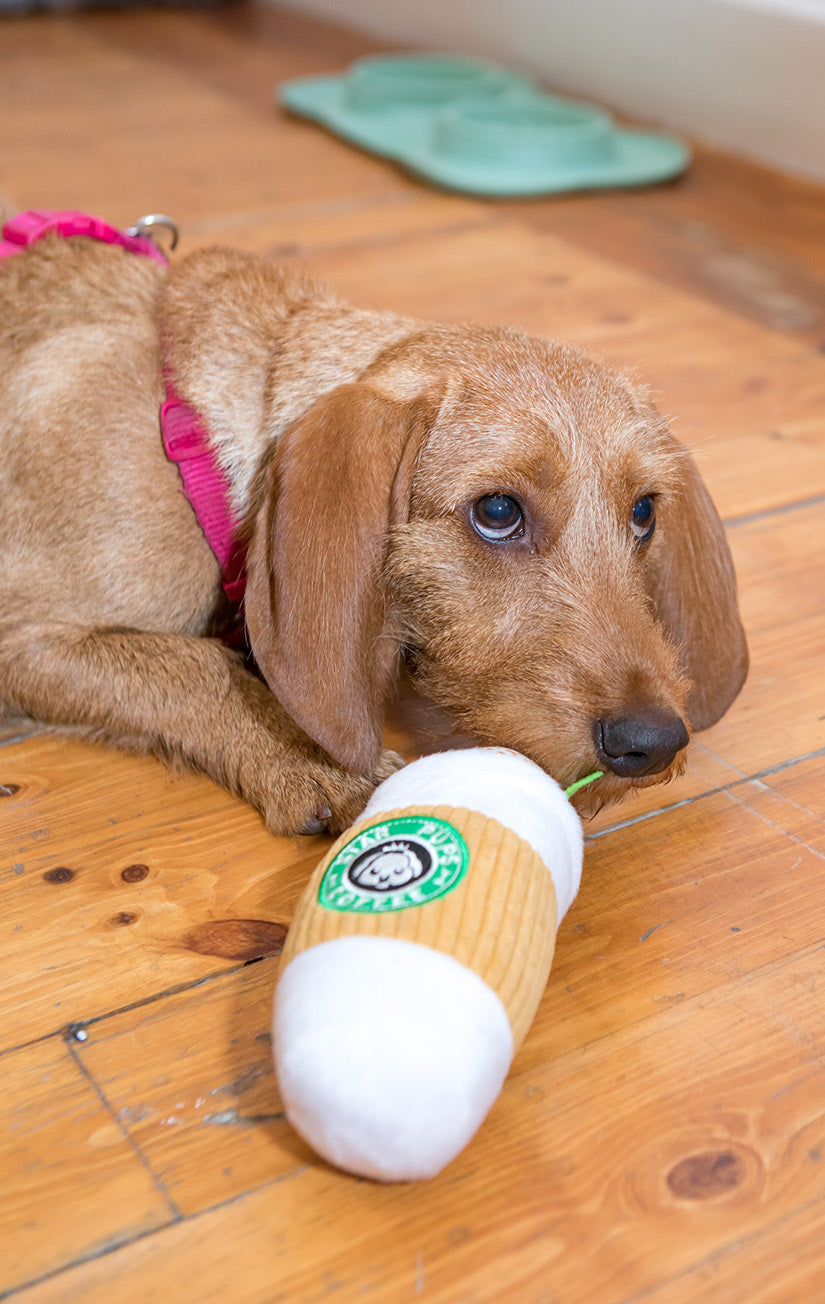 Starpups Cafecito