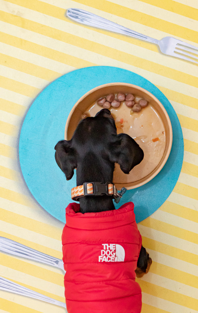 Albóndigas para perros - Ocean wonders