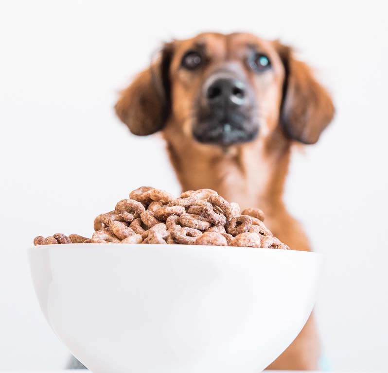 Pienso para perros bajo en cereales – Onlyfresh.com